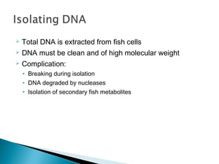  Total DNA is extracted from fish cells
 DNA must be clean and of high molecular weight
 Complication:
• Breaking during isolation
• DNA degraded by nucleases
• Isolation of secondary fish metabolites
 