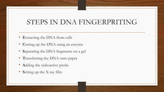 STEPS IN DNA FINGERPRITING
• Extracting the DNA from cells
• Cutting up the DNA using an enzyme
• Separating the DNA fragments on a gel
• Transferring the DNA onto paper
• Adding the radioactive probe
• Setting up the X-ray film
 