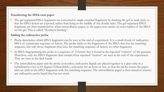 Transferring the DNA onto paper
• The gel-separated DNA fragments are converted to single stranded fragments by dunking the gel in weak acid, so
that the DNA letters are exposed, rather than being in the middle of the double helix. The gel-separated DNA
fragments are then transferred to white nitrocellulose paper, so the paper now carries an exact replica of the DNA
on the gel. This is called “Southern blotting”.
Adding the radioactive probe
• Probe determines which DNA fragments can be seen at the end of experiment. It is a small chunk of radioactive
DNA of a particular sequence of letters. The probe sticks to the fragments of the DNA that has the matching
sequence, but only those fragments that have the matching sequence of letters, no other fragments.
• In DNA fingerprinting the probe is a sequence of 33 letters that is found in the repeated “stutters” of the genome.
Therefore, only the DNA fragments that contain these repeated “stutters” are seen at the end of the experiment.
They are seen as the dark bands
• The nitrocellulose paper and the probe (colourless, radioactive liquid) are placed together in a glass tube in a
hybridisation oven at 65 degrees Celsius(think a rotisserie) for an hour or two, so that the probe covers the paper
and can stick to the DNA fragments with the matching sequence. The nitrocellulose paper is then rinsed to remove
any radioactive probe liquid that has not stuck.
 