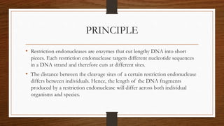 PRINCIPLE
• Restriction endonucleases are enzymes that cut lengthy DNA into short
pieces. Each restriction endonuclease targets different nucleotide sequences
in a DNA strand and therefore cuts at different sites.
• The distance between the cleavage sites of a certain restriction endonuclease
differs between individuals. Hence, the length of the DNA fragments
produced by a restriction endonuclease will differ across both individual
organisms and species.
 