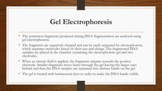 Gel Electrophoresis
• The restriction fragments produced during DNA fragmentation are analyzed using
gel electrophoresis.
• The fragments are negatively charged and can be easily separated by electrophoresis,
which separates molecules based on their size and charge. The fragmented DNA
samples are placed in the chamber containing the electrophoretic gel and two
electrodes.
• When an electric field is applied, the fragments migrate towards the positive
electrode. Smaller fragments move faster through the gel leaving the larger ones
behind and thus the DNA samples are separated into distinct bands on the gel.
• The gel is treated with luminescent dyes in order to make the DNA bands visible.
 