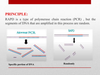 RFLP ,RAPD ,AFLP, STS, SCAR ,SSCP & QTL | PPTX