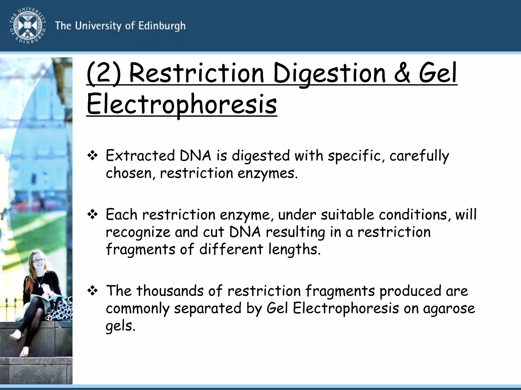 (2) Restriction Digestion & Gel
Electrophoresis
 Extracted DNA is digested with specific, carefully
chosen, restriction enzymes.
 Each restriction enzyme, under suitable conditions, will
recognize and cut DNA resulting in a restriction
fragments of different lengths.
 The thousands of restriction fragments produced are
commonly separated by Gel Electrophoresis on agarose
gels.
 