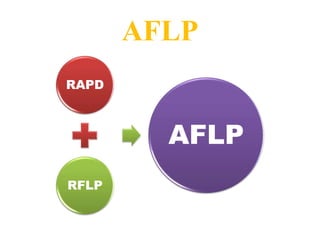Rflp,rapd&aflp | PPTX