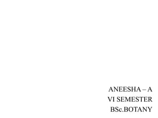 ANEESHA – A
VI SEMESTER
BSc.BOTANY
 