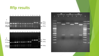 Rflp results
 