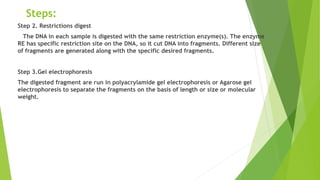 Steps:
Step 2. Restrictions digest
The DNA in each sample is digested with the same restriction enzyme(s). The enzyme
RE has specific restriction site on the DNA, so it cut DNA into fragments. Different size
of fragments are generated along with the specific desired fragments.
Step 3.Gel electrophoresis
The digested fragment are run in polyacrylamide gel electrophoresis or Agarose gel
electrophoresis to separate the fragments on the basis of length or size or molecular
weight.
 