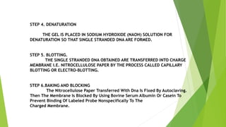 STEP 4. DENATURATION
THE GEL IS PLACED IN SODIUM HYDROXIDE (NAOH) SOLUTION FOR
DENATURATION SO THAT SINGLE STRANDED DNA ARE FORMED.
STEP 5. BLOTTING.
THE SINGLE STRANDED DNA OBTAINED ARE TRANSFERRED INTO CHARGE
MEMBRANE I.E. NITROCELLULOSE PAPER BY THE PROCESS CALLED CAPILLARY
BLOTTING OR ELECTRO-BLOTTING.
STEP 6.BAKING AND BLOCKING
The Nitrocellulose Paper Transferred With Dna Is Fixed By Autoclaving.
Then The Membrane Is Blocked By Using Bovine Serum Albumin Or Casein To
Prevent Binding Of Labeled Probe Nonspecifically To The
Charged Membrane.
 