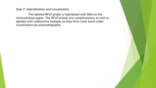 Step 7: Hybridization and visualization
The labeled RFLP probe is hybridized with DNA on the
nitrocellulose paper. The RFLP probes are complimentary as well as
labeled with radioactive isotopes so they form color band under
visualization by autoradiography.
 