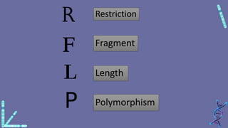 Restriction
Fragment
Length
Polymorphism
 