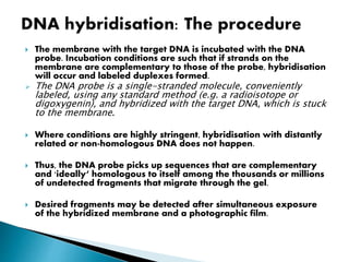  The membrane with the target DNA is incubated with the DNA
probe. Incubation conditions are such that if strands on the
membrane are complementary to those of the probe, hybridisation
will occur and labeled duplexes formed.
 The DNA probe is a single-stranded molecule, conveniently
labeled, using any standard method (e.g. a radioisotope or
digoxygenin), and hybridized with the target DNA, which is stuck
to the membrane.
 Where conditions are highly stringent, hybridisation with distantly
related or non-homologous DNA does not happen.
 Thus, the DNA probe picks up sequences that are complementary
and 'ideally‘ homologous to itself among the thousands or millions
of undetected fragments that migrate through the gel.
 Desired fragments may be detected after simultaneous exposure
of the hybridized membrane and a photographic film.
 