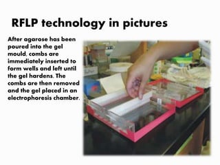 RFLP technology in pictures
After agarose has been
poured into the gel
mould, combs are
immediately inserted to
form wells and left until
the gel hardens. The
combs are then removed
and the gel placed in an
electrophoresis chamber.
 