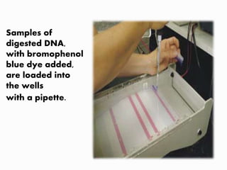 Samples of
digested DNA,
with bromophenol
blue dye added,
are loaded into
the wells
with a pipette.
 
