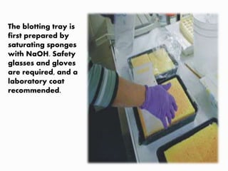 The blotting tray is
first prepared by
saturating sponges
with NaOH. Safety
glasses and gloves
are required, and a
laboratory coat
recommended.
 