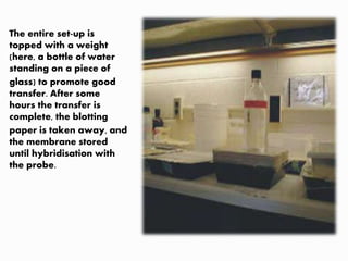 The entire set-up is
topped with a weight
(here, a bottle of water
standing on a piece of
glass) to promote good
transfer. After some
hours the transfer is
complete, the blotting
paper is taken away, and
the membrane stored
until hybridisation with
the probe.
 