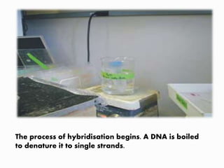 The process of hybridisation begins. A DNA is boiled
to denature it to single strands.
 