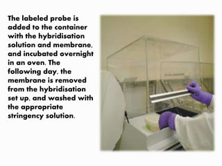 The labeled probe is
added to the container
with the hybridisation
solution and membrane,
and incubated overnight
in an oven. The
following day, the
membrane is removed
from the hybridisation
set up, and washed with
the appropriate
stringency solution.
 