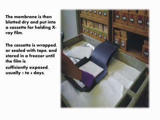 The membrane is then
blotted dry and put into
a cassette for holding X-
ray film.
The cassette is wrapped,
or sealed with tape, and
stored in a freezer until
the film is
sufficiently exposed,
usually 1 to 4 days.
 