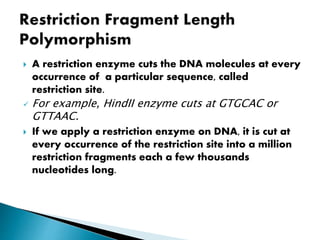  A restriction enzyme cuts the DNA molecules at every
occurrence of a particular sequence, called
restriction site.
 For example, HindII enzyme cuts at GTGCAC or
GTTAAC.
 If we apply a restriction enzyme on DNA, it is cut at
every occurrence of the restriction site into a million
restriction fragments each a few thousands
nucleotides long.
 