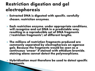  Extracted DNA is digested with specific, carefully
chosen, restriction enzymes.
 Each restriction enzyme, under appropriate conditions,
will recognize and cut DNA in a predictable way,
resulting in a reproducible set of DNA fragments
(‘restriction fragments’) of different lengths.
 The millions of restriction fragments produced are
commonly separated by electrophoresis on agarose
gels. Because the fragments would be seen as a
continuous ‘smear’ if stained with ethidium bromide,
staining alone cannot detect the polymorphisms.
 Hybridisation must therefore be used to detect specific
fragments.
 