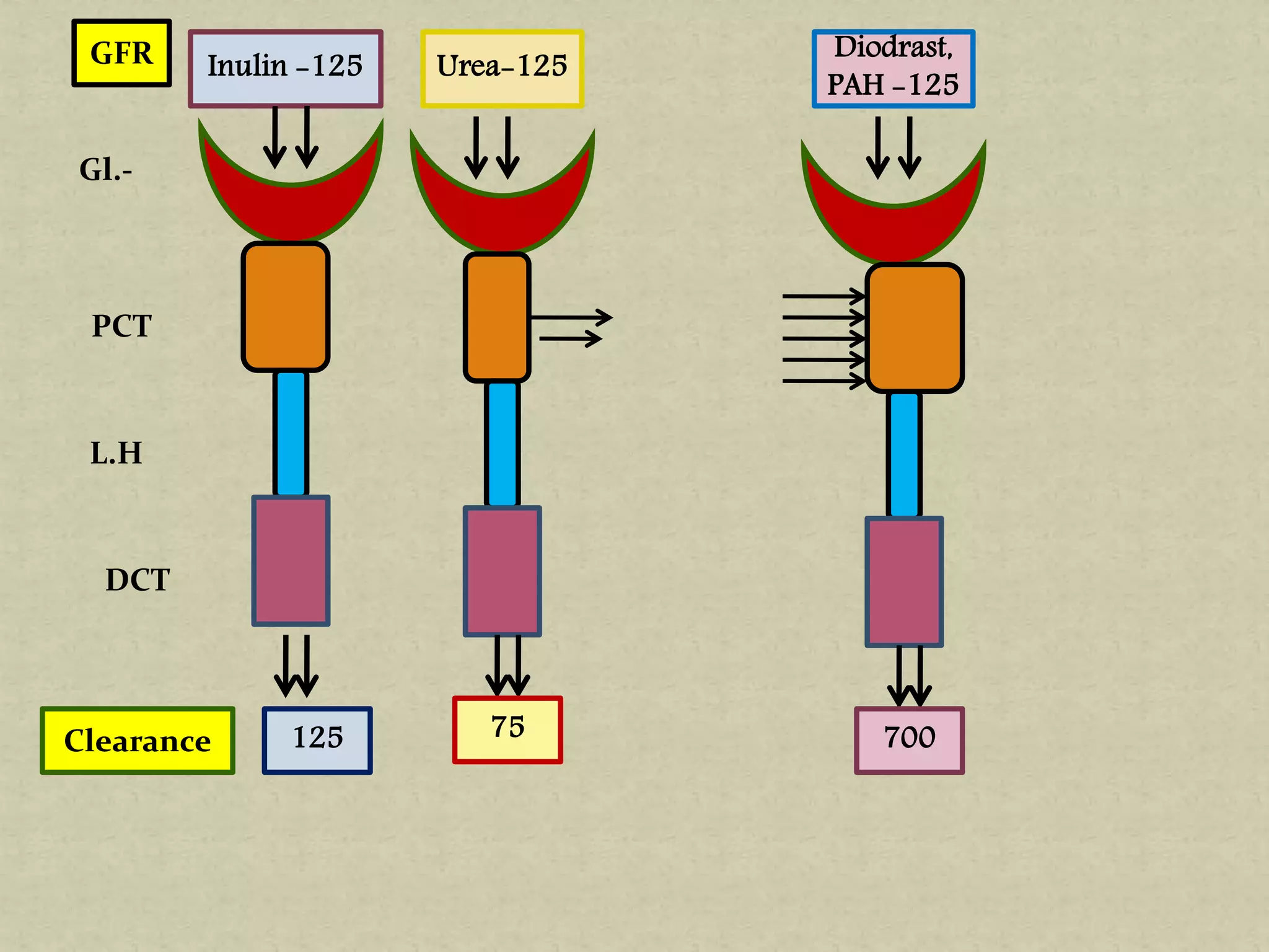 Inulin -125GFR
Gl.-
PCT
L.H
DCT
Clearance 125
Urea-125
75
Diodrast,
PAH -125
700
 