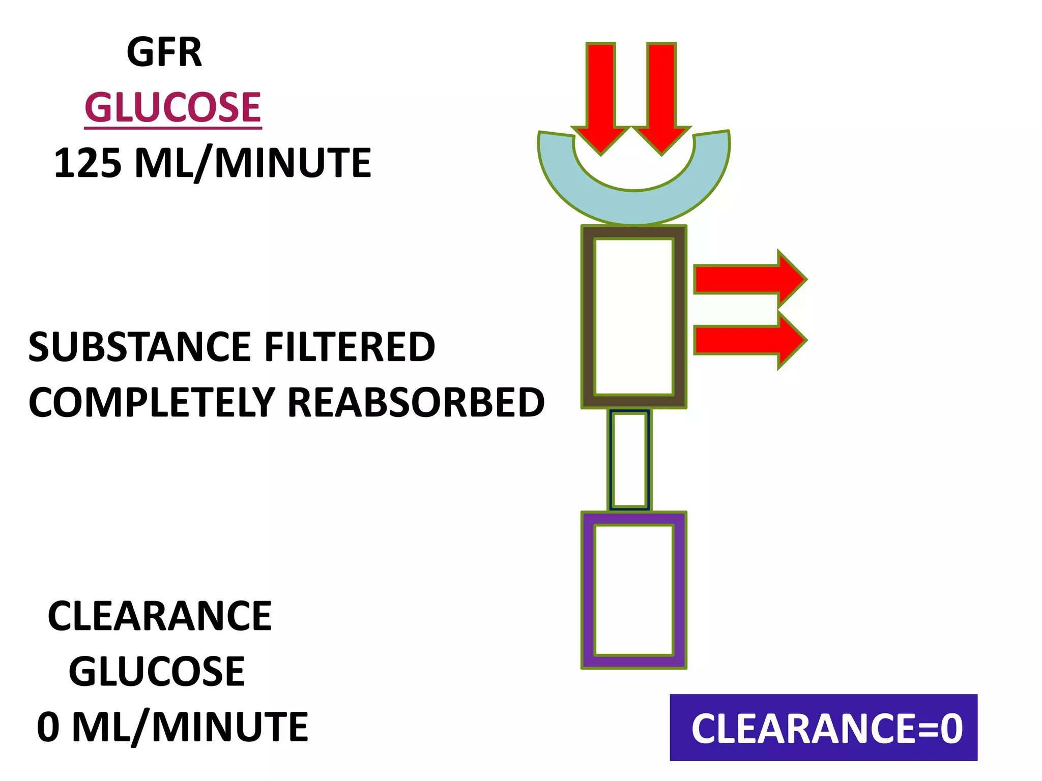 GFR
GLUCOSE
125 ML/MINUTE
CLEARANCE
GLUCOSE
0 ML/MINUTE
SUBSTANCE FILTERED
COMPLETELY REABSORBED
CLEARANCE=0
 