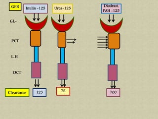 Inulin -125GFR
Gl.-
PCT
L.H
DCT
Clearance 125
Urea-125
75
Diodrast,
PAH -125
700
 
