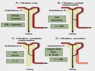 INULIN ,
Creatinine
Urea
Electrolytes
A.A
Glucose
Organic Acids
Bases ,
K , H ions
GFR = clearance
C < GFR
C = 0
C > GFR
 