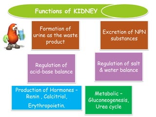 Formation of
urine as the waste
product
Excretion of NPN
substances
Metabolic –
Gluconeogenesis,
Urea cycle
Regulation of salt
& water balance
Regulation of
acid-base balance
Production of Hormones –
Renin , Calcitriol,
Erythropoietin.
Functions of KIDNEY
 