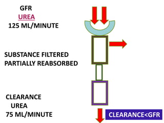 GFR
UREA
125 ML/MINUTE
CLEARANCE
UREA
75 ML/MINUTE
SUBSTANCE FILTERED
PARTIALLY REABSORBED
CLEARANCE<GFR
 