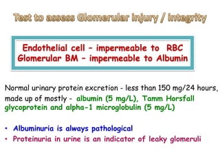 Normal urinary protein excretion - less than 150 mg/24 hours,
made up of mostly - albumin (5 mg/L), Tamm Horsfall
glycoprotein and alpha-1 microglobulin (5 mg/L)
• Albuminuria is always pathological
• Proteinuria in urine is an indicator of leaky glomeruli
Endothelial cell – impermeable to RBC
Glomerular BM – impermeable to Albumin
 