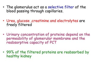 • The glomerulus act as a selective filter of the
blood passing through capillaries.
• Urea, glucose ,creatinine and electrolytes are
freely filtered
• Urinary concentration of proteins depend on the
permeability of glomerular membrane and the
reabsorptive capacity of PCT
• 99% of the filtered proteins are reabsorbed by
healthy kidney
 