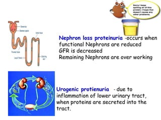 Urogenic protienuria - due to
inflammation of lower urinary tract,
when proteins are secreted into the
tract.
Nephron loss proteinuria -occurs when
functional Nephrons are reduced
GFR is decreased
Remaining Nephrons are over working
 