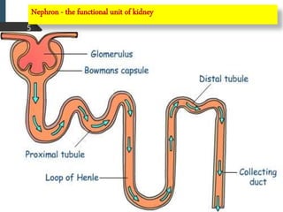 5
Nephron - the functional unit of kidney
 