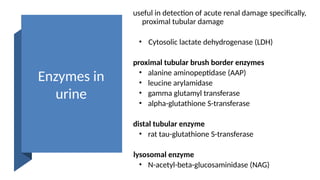 RFT.pptx Renal function tests are divided into the following Urine ...