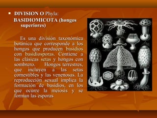  DIVISION ODIVISION O Phyla:Phyla:
BASIDIOMICOTA (hongosBASIDIOMICOTA (hongos
superiores)superiores)
Es una división taxonómicaEs una división taxonómica
botánica que corresponde a losbotánica que corresponde a los
hongos que producenhongos que producen basidiosbasidios
concon basidiosporasbasidiosporas. Contiene a. Contiene a
las clásicaslas clásicas setassetas y hongos cony hongos con
sombrero. Hongos terrestres,sombrero. Hongos terrestres,
que incluyen a las setasque incluyen a las setas
comestibles y las venenosas. Lacomestibles y las venenosas. La
reproducción sexual implica lareproducción sexual implica la
formación de basidios, en losformación de basidios, en los
que ocurre la meiosis y seque ocurre la meiosis y se
forman las esporasforman las esporas
 
