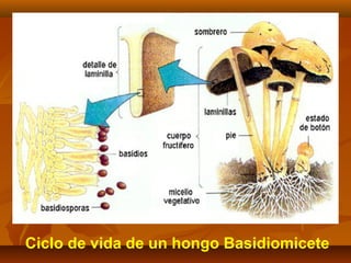 Ciclo de vida de un hongo Basidiomicete
 