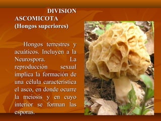 DIVISIONDIVISION
ASCOMICOTAASCOMICOTA
(Hongos superiores)(Hongos superiores)
Hongos terrestres yHongos terrestres y
acuáticos. Incluyen a laacuáticos. Incluyen a la
Neurospora. LaNeurospora. La
reproducción sexualreproducción sexual
implica la formación deimplica la formación de
una célula característicauna célula característica
el asco, en donde ocurreel asco, en donde ocurre
la meiosis y en cuyola meiosis y en cuyo
interior se forman lasinterior se forman las
esporas.esporas.
 
