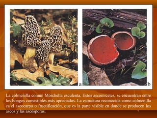La colmenilla común Morchella esculenta. Estos ascomicetes, se encuentran entre
los hongos comestibles más apreciados. La estructura reconocida como colmenilla
es el ascocarpo o fructificación, que es la parte visible en donde se producen los
ascos y las ascósporas.
 