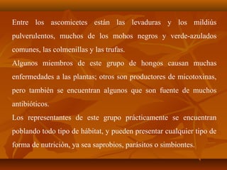 Entre los ascomicetes están las levaduras y los mildiús
pulverulentos, muchos de los mohos negros y verde-azulados
comunes, las colmenillas y las trufas.
Algunos miembros de este grupo de hongos causan muchas
enfermedades a las plantas; otros son productores de micotoxinas,
pero también se encuentran algunos que son fuente de muchos
antibióticos.
Los representantes de este grupo prácticamente se encuentran
poblando todo tipo de hábitat, y pueden presentar cualquier tipo de
forma de nutrición, ya sea saprobios, parásitos o simbiontes.
 