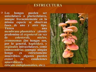 ESTRUCUTURAESTRUCUTURA
 Los hongos pueden serLos hongos pueden ser
unicelulares o pluricelulares,unicelulares o pluricelulares,
aunque frecuentemente en laaunque frecuentemente en la
misma especie se observanmisma especie se observan
fases de uno y otro tipo.fases de uno y otro tipo.
Tienen unaTienen una
membrana plasmáticamembrana plasmática (donde(donde
predomina elpredomina el ergosterolergosterol en vezen vez
dede colesterolcolesterol),), núcleonúcleo,,
cromosomascromosomas (los hongos son,(los hongos son,
por lo general,por lo general, haploideshaploides), y), y
orgánulosorgánulos intracelulares, comointracelulares, como
((mitocondriasmitocondrias (aunque ningún(aunque ningún
hongo es estrictamentehongo es estrictamente
anaeróbico, algunos puedenanaeróbico, algunos pueden
crecer en condicionescrecer en condiciones
anaeróbicasanaeróbicas),),
retículo endoplasmáticoretículo endoplasmático, etc.)., etc.).
 