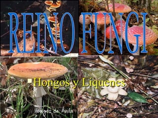 Hongos y LiquenesHongos y Liquenes
 