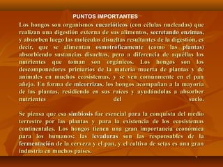 Los hongos son organismosLos hongos son organismos eucarióticoseucarióticos (con células nucleadas) que(con células nucleadas) que
realizan una digestión externa de sus alimentos,realizan una digestión externa de sus alimentos, secretandosecretando enzimasenzimas,,
y absorben luego las moléculas disueltas resultantes de la digestión, esy absorben luego las moléculas disueltas resultantes de la digestión, es
decir, que se alimentandecir, que se alimentan osmotróficamenteosmotróficamente (como las(como las plantasplantas))
absorbiendo sustancias disueltas, pero a diferencia de aquéllas losabsorbiendo sustancias disueltas, pero a diferencia de aquéllas los
nutrientes que toman son orgánicos. Los hongos son losnutrientes que toman son orgánicos. Los hongos son los
descomponedores primarios de la materia muerta de plantas y dedescomponedores primarios de la materia muerta de plantas y de
animales en muchos ecosistemas, y se ven comúnmente en el pananimales en muchos ecosistemas, y se ven comúnmente en el pan
añejo. En forma deañejo. En forma de micorrizasmicorrizas, los hongos acompañan a la mayoría, los hongos acompañan a la mayoría
de las plantas, residiendo en sus raíces y ayudándolas a absorberde las plantas, residiendo en sus raíces y ayudándolas a absorber
nutrientes del suelo.nutrientes del suelo.
Se piensa que esaSe piensa que esa simbiosissimbiosis fue esencial para la conquista del mediofue esencial para la conquista del medio
terrestre por las plantas y para la existencia de los ecosistemasterrestre por las plantas y para la existencia de los ecosistemas
continentales. Los hongos tienen una gran importancia económicacontinentales. Los hongos tienen una gran importancia económica
para los humanos: laspara los humanos: las levaduraslevaduras son las responsables de lason las responsables de la
fermentaciónfermentación de la cerveza y el pan, y el cultivo de setas es una grande la cerveza y el pan, y el cultivo de setas es una gran
industria en muchos países.industria en muchos países.
PUNTOS IMPORTANTES
 