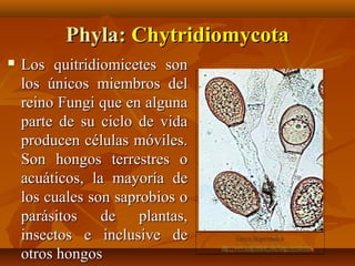 Phyla:Phyla: ChytridiomycotaChytridiomycota
 Los quitridiomicetes sonLos quitridiomicetes son
los únicos miembros dellos únicos miembros del
reino Fungi que en algunareino Fungi que en alguna
parte de su ciclo de vidaparte de su ciclo de vida
producen células móviles.producen células móviles.
Son hongos terrestres oSon hongos terrestres o
acuáticos, la mayoría deacuáticos, la mayoría de
los cuales son saprobios olos cuales son saprobios o
parásitos de plantas,parásitos de plantas,
insectos e inclusive deinsectos e inclusive de
otros hongosotros hongos
 