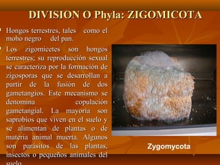 DIVISION ODIVISION O Phyla:Phyla: ZIGOMICOTAZIGOMICOTA
 Hongos terrestres, tales como elHongos terrestres, tales como el
moho negro del pan.moho negro del pan.
 Los zigomicetes son hongosLos zigomicetes son hongos
terrestres; su reproducción sexualterrestres; su reproducción sexual
se caracteriza por la formación dese caracteriza por la formación de
zigosporas que se desarrollan azigosporas que se desarrollan a
partir de la fusión de dospartir de la fusión de dos
gametangios. Este mecanismo segametangios. Este mecanismo se
denomina copulacióndenomina copulación
gametangial. La mayoría songametangial. La mayoría son
saprobios que viven en el suelo ysaprobios que viven en el suelo y
se alimentan de plantas o dese alimentan de plantas o de
materia animal muerta. Algunosmateria animal muerta. Algunos
son parásitos de las plantas,son parásitos de las plantas,
insectos o pequeños animales delinsectos o pequeños animales del
Zygomycota
 