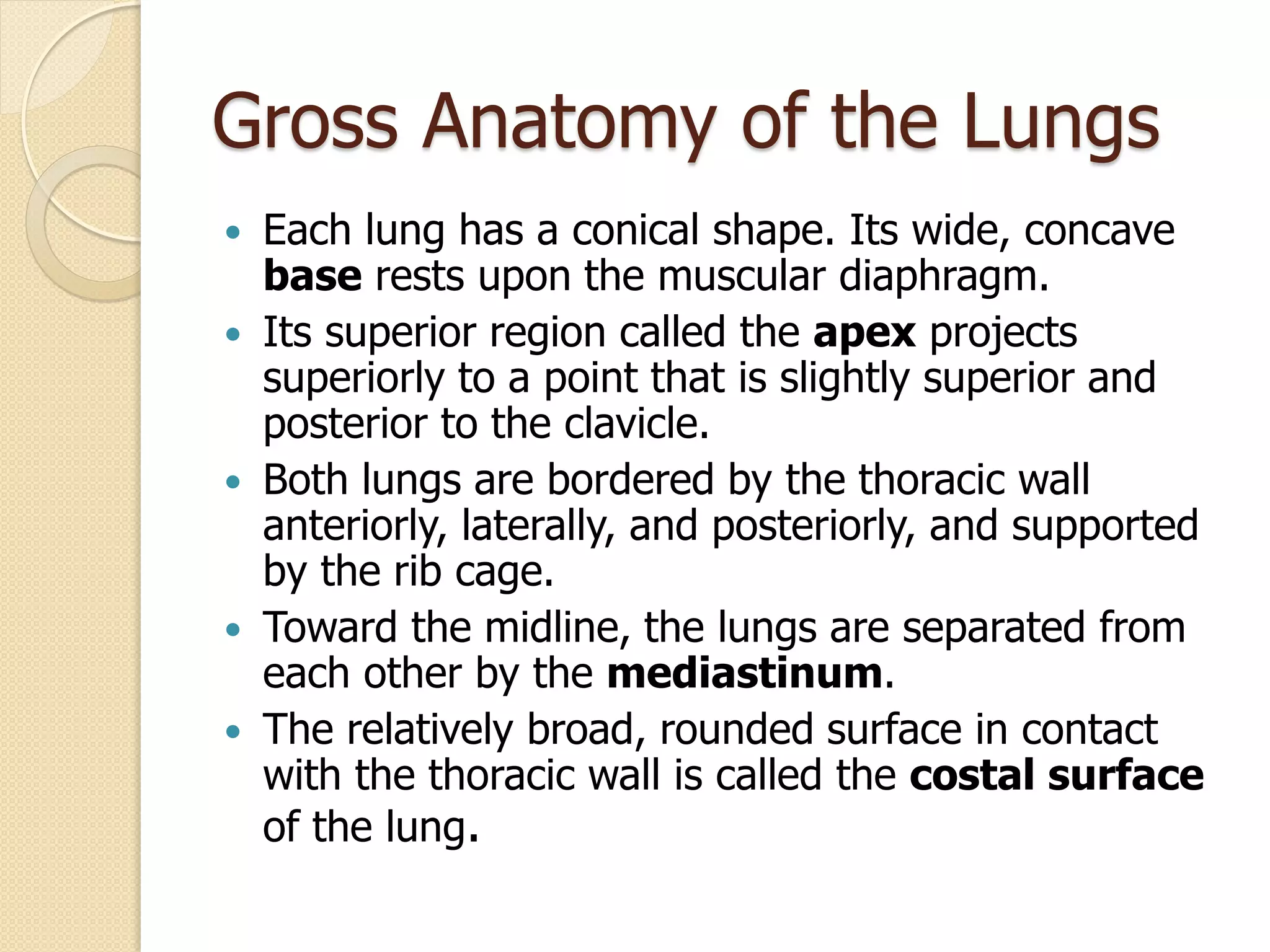 Respiratory System - Human Anatomy and Physiology bPharm | PDF