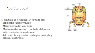 Aparato bucal
El mas típico es el masticador, y formado por:
 Labro: labio superior movible
 Mandíbulas: cortan y mastican
 Maxilas: ayudan a probar y manipular el alimento
 Labio: manipuleo de los alimentos
 Palpos maxilares y labiales: usados para manipular y
saborear los alimentos
 