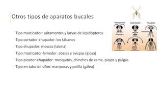 Otros tipos de aparatos bucales
Tipo masticador: saltamontes y larvas de lepidópteros
Tipo cortador-chupador: los tábanos
Tipo chupador: moscas (labela)
Tipo masticador-lamedor: abejas y avispas (glosa)
Tipo picador-chupador: mosquitos, chinches de cama, piojos y pulgas
Tipo en tubo de sifón: mariposas y polilla (gálea)
 