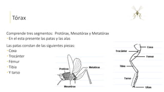 Tórax
Comprende tres segmentos: Protórax, Mesotórax y Metatórax
 En el esta presente las patas y las alas
Las patas constan de las siguientes piezas:
 Coxa
 Trocánter
 Fémur
 Tibia
 Y tarso
 