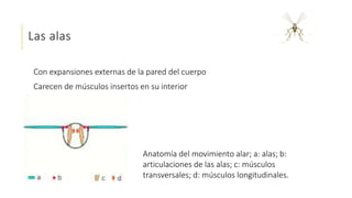 Las alas
Con expansiones externas de la pared del cuerpo
Carecen de músculos insertos en su interior
Anatomía del movimiento alar; a: alas; b:
articulaciones de las alas; c: músculos
transversales; d: músculos longitudinales.
 